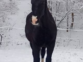 Klacz śląska źrebna