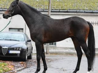 MANDAT 4 letni ogier arabski na sprzedaż