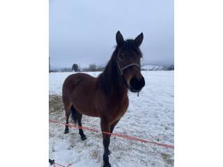 Sprzedam klacz huculską , prawie 4 letnią