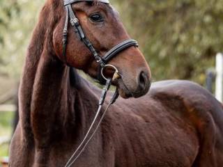 Sprzedam wałaszka  3,5 roku