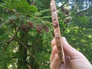 Krążki drewniane , 1000 sztuk, 2-10 cm, plastry drewna, mieszanka, na ścianę