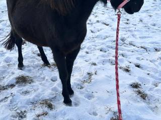 Młody koń, wałach huculski