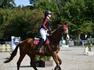 Sprzedam 15 letnią klacz