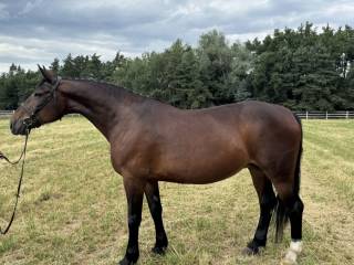 Klacz zajeżdżona / Hodowla