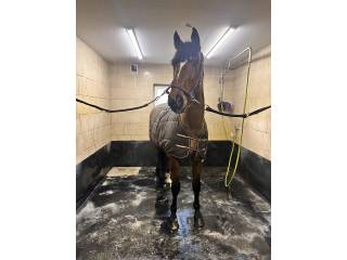 Koń profesor do skoków