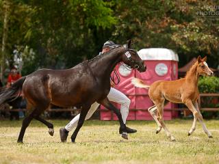 Źrebna klacz holenderski kuć walijski