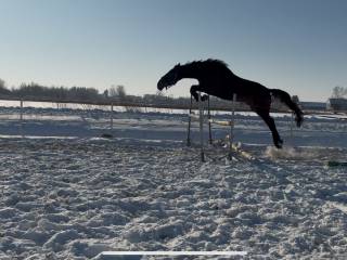 Bardzo przyjazny wałach do sportu bądź rekreacji