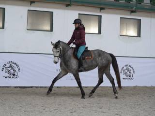5-letnia startująca klacz ujeżdżenie/skoki po Levus/Etoulon VDL z matki po Malibu