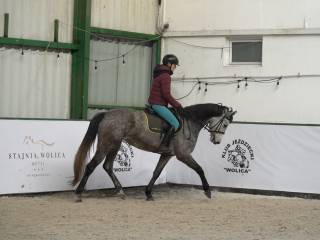 5-letnia startująca klacz ujeżdżenie/skoki po Levus/Etoulon VDL z matki po Malibu