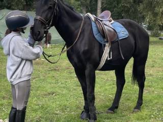 Sprzedam klacz do sportu/ambitnej rekreacji