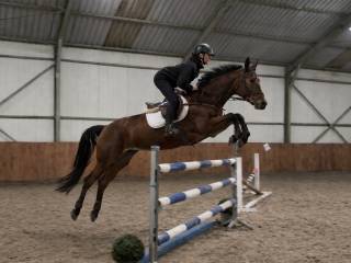 VESPERIA klacz po VERDI TN