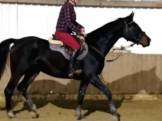 Klacz, 5 lat, prospekt skokowy-wysoka