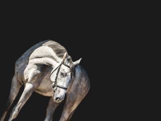 Młody wałch skoki wkkw po Diakato PS