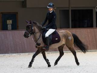 Konik Polski do sportu 4 lata