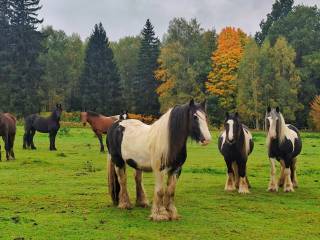 Lucky Stable - wolny wybieg