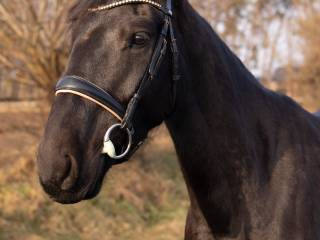 Piękny wałaszek na sprzedaż!