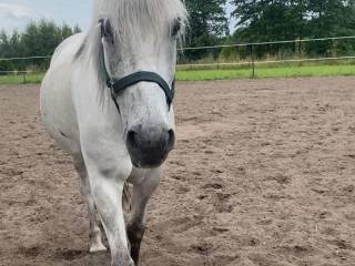 Konik polski na sprzedaż