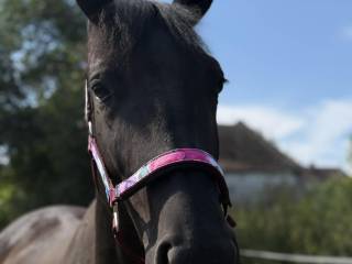 Apocalypto – 3-letni wałach o złotym charakterze