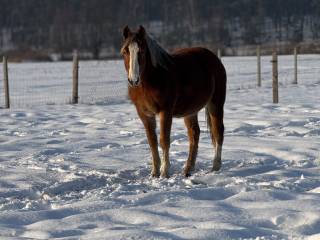 Klacz typ pogrubiamy