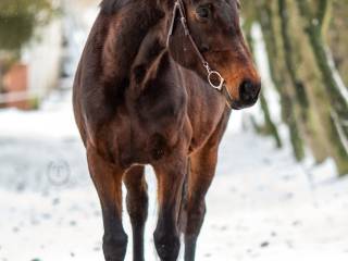 Klacz po Contendro I