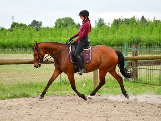 Miła i spokojna 13 - letnia klacz sp.