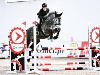 Klacz na zawody skokowe