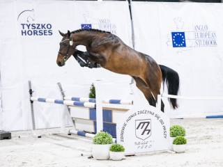 STANÓWKA 2026 ~ VICTORIOUS VS Z (VERDI TN od siostry SOLID GOLD Z!) ~ OGIER ZANGERSHEIDE ~ PZHK, AES, ZANGERSHEIDE!