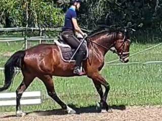 Wałach 6 letni po Tjungske x GrafQuidam