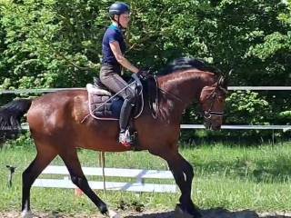 Wałach 6 letni po Tjungske