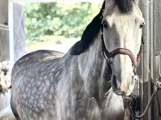 Współdzierżawa klaczy