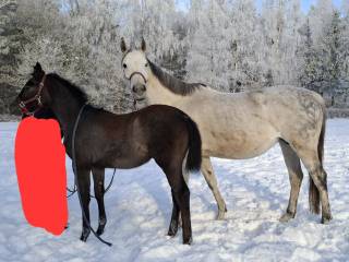 Sprzedam klacz ze źrebakiem