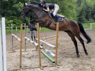 KOŃ DO WPROWADZENIA W SPORT