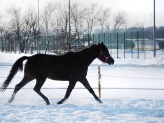 KUC KLACZ 3 LATA MEGAN-W