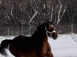 Klacz Zangersheide 3 lata