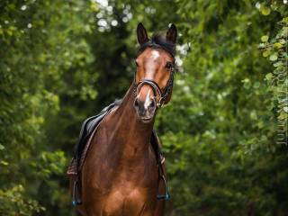 Sprzedam konia do wprowadzenia w sport