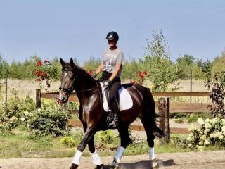 Sprzedam klacz śląską z topowym rodowodem,7lat, pod siodło , do bryczki , do hodowli