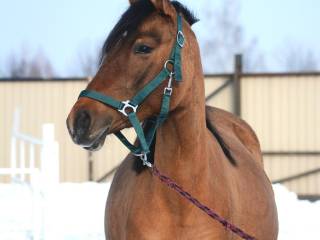 KUC KLACZ BARDZO SPOKOJNA OPANOWANA