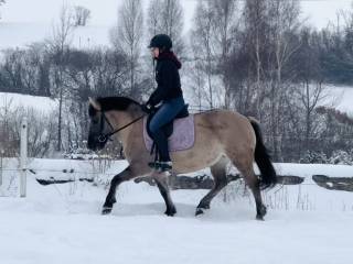 Klacz konik polski , kuc , sport/ rekreacja