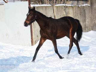 KLACZ MAŁOPOLSKA 1 ROK