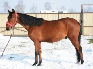 Wałach do sportu lub rekreacji