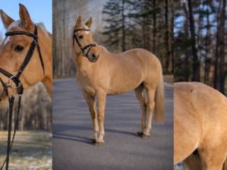 Wałach niemiecki koń sportowy