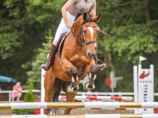 Dwa konie do dzierżawy.