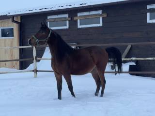 Wałach Czystej Krwi Arabskiej