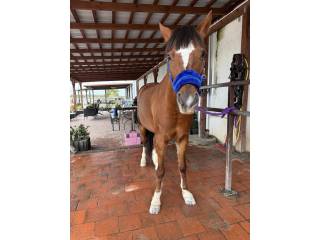 Turbo sportowy kuc walijski Roxi