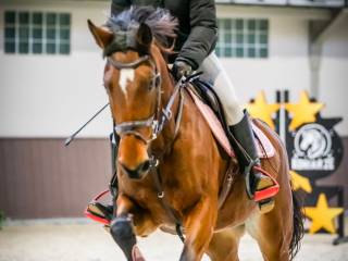 Amka klacz Wielkopolska