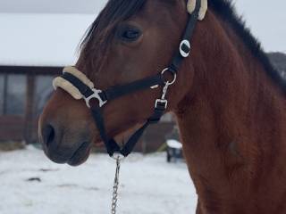 Klacz Andaluzyjska (źrebna)