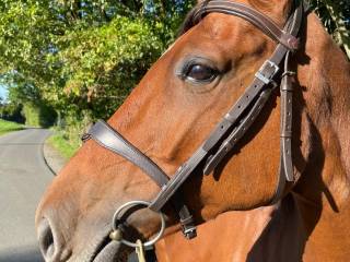 Klacz 7 letnia do wszystkiego i dla wszystkich