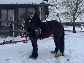 Ogier Gypsy Cob