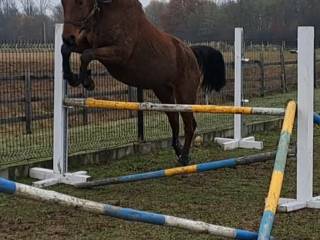 Młody wałach małopolski do sportu