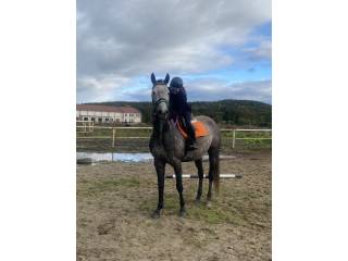 Sprzedam/zamienię 7L klacz sp.